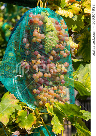 fresh bunch of white grapes on the field 109304958