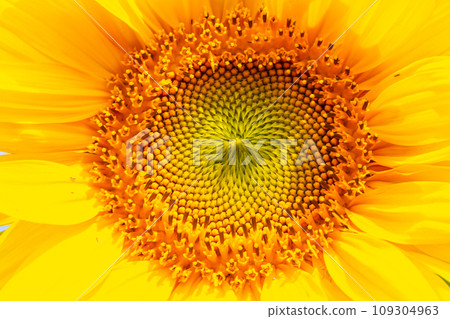 Yellow sunflowers bloom against a blue sky background 109304963