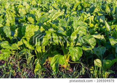field of young green sugar beet 109304979