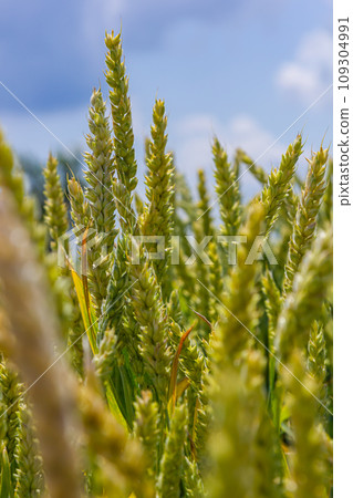 Wheat meadow. Ripe Gold Barley field in summer. Nature organic Yellow rye plant Growing to harvest. World global food with sunset in farm land autumn scene background. Happy Agricultural countryside Wheat meadow. Ripe Gold Barley field in summer. Nature organic Yellow rye plant Growing to harvest. World global food with sunset in farm land autumn scene background. Happy Agricultural countryside 109304991