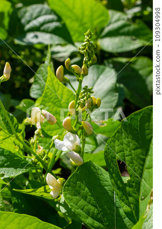 Beautiful flowers of Runner Bean Plant Phaseolus coccineus growing in the garden 109304998