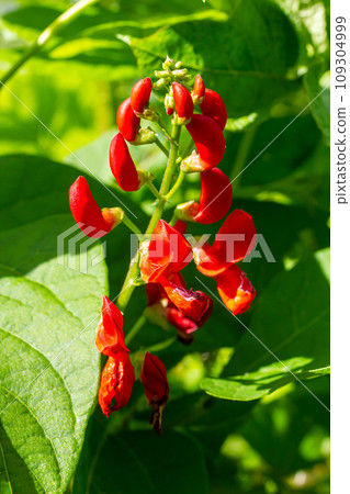 Beautiful flowers of Runner Bean Plant Phaseolus coccineus growing in the garden Beautiful flowers of Runner Bean Plant Phaseolus coccineus growing in the garden 109304999
