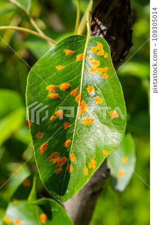 Pear leaves with pear rust infestation 109305014