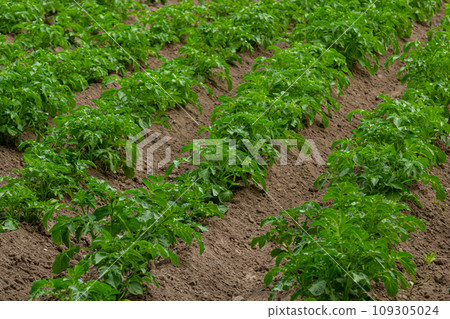 Potato field with green shoots of potatoes 109305024