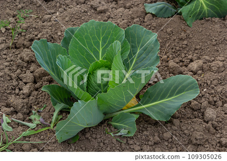 young cabbage sprout on the vegetable bed young cabbage sprout on the vegetable bed 109305026