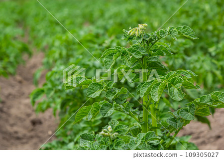Potato field with green shoots of potatoes Potato field with green shoots of potatoes 109305027