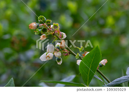 Blueberry branch Vaccinium corymbosum, which is in the stage of budding and flowering. There is a flowering branch of large blueberries. Pink blueberry buds are on a green background. selective focus Blueberry branch Vaccinium corymbosum, which is in the stage of budding and flowering. There is a flowering branch of large blueberries. Pink blueberry buds are on a green background. selective focus 109305029