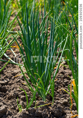 Green onions growing in the garden. spring vegetables. Organic food. Macro Green onions growing in the garden. spring vegetables. Organic food. Macro 109305036