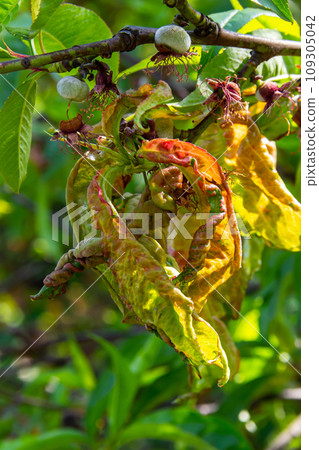 Peach leaf curl. Fungal disease of peaches tree. Taphrina deformans. Peach tree fungus disease. Selective focus. Topic - diseases and pests of fruit trees, pest control. Square Peach leaf curl. Fungal disease of peaches tree. Taphrina deformans. Peach tree fungus disease. Selective focus. Topic - diseases and pests of fruit trees, pest control. Square 109305042
