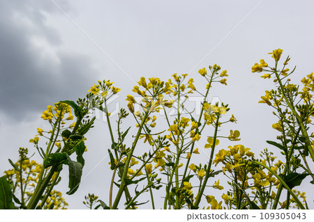Blooming canola field and blu sky with stormy clouds Blooming canola field and blu sky with stormy clouds 109305043