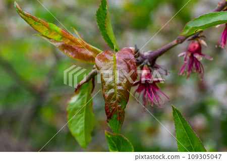 Sick leaves on the peach tree. Taphrina deformans Sick leaves on the peach tree. Taphrina deformans 109305047