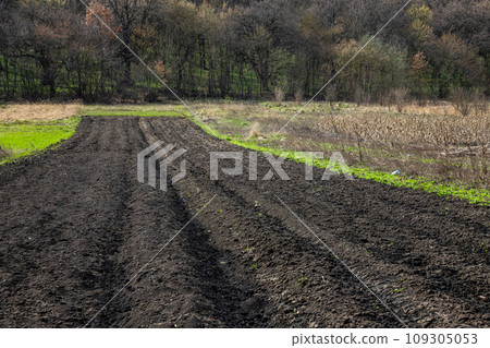 Plowed, Planted And Hilling Rows Black-earth Field. Ground Texture Plowed, Planted And Hilling Rows Black-earth Field. Ground Texture 109305053
