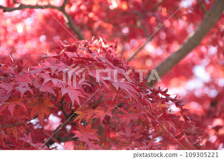 Autumn leaves of Mt. Takao_04 Autumn leaves of Mt. Takao_04 109305221