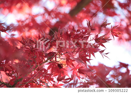 Autumn leaves of Mt. Takao_05 Autumn leaves of Mt. Takao_05 109305222