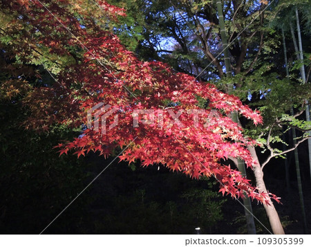 東京觀光-秋葉燈飾 東京觀光-秋葉燈飾 109305399