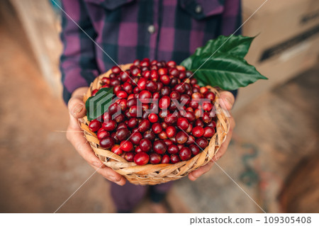 Cherry coffee beans in a basket Cherry coffee beans in a basket 109305408