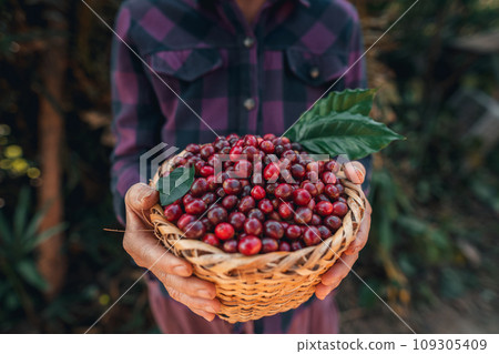 Cherry coffee beans in a basket 109305409