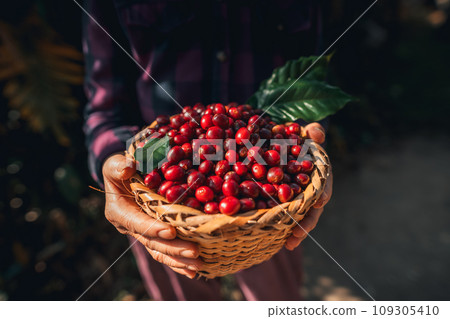 Cherry coffee beans in a basket 109305410