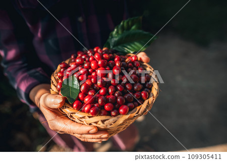 Cherry coffee beans in a basket 109305411