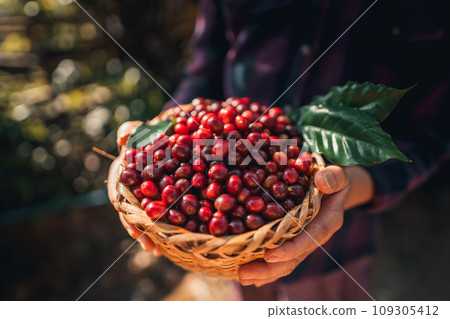 Cherry coffee beans in a basket 109305412