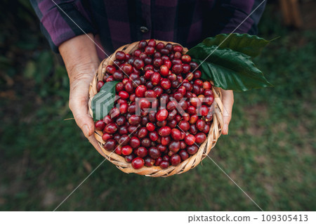 Cherry coffee beans in a basket Cherry coffee beans in a basket 109305413