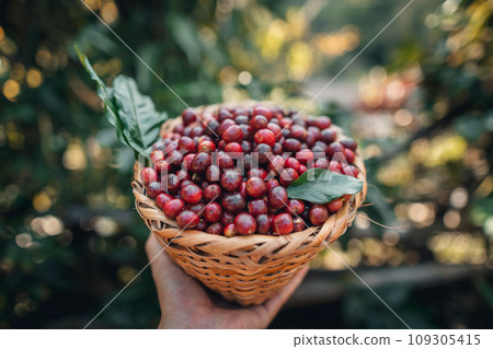 Cherry coffee beans in a basket 109305415