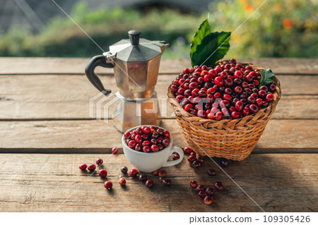 Coffee cherry beans in a basket placed on a wooden table 109305426