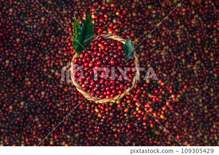 Cherry coffee beans in a bucket 109305429