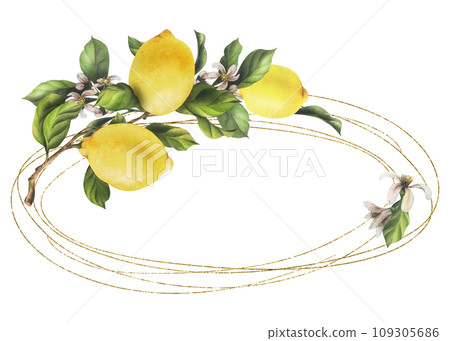 Lemons are yellow, juicy, ripe with green leaves, flower buds on the branches, whole and slices. Watercolor, hand drawn botanical illustration. Frame, wreath, template on a white background 109305686