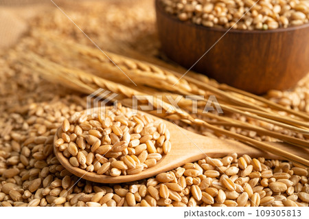 Grains wheat, trade export and economy concept. Grains wheat, trade export and economy concept. 109305813