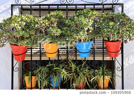 Colorful potted frigiliana plant Colorful potted frigiliana plant 109305908