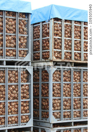 Onion harvest, onion container, onion shipping 109305940
