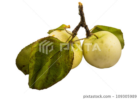 Bad apples, rotten fruit A rotten apple. Isolated in white background Bad apples, rotten fruit A rotten apple. Isolated in white background 109305989