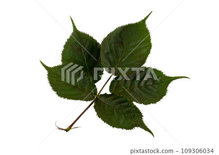 Raspberry leaf isolated on white background. Raspberry leaf isolated on white background. 109306034