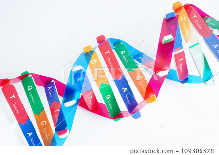 DNA molecule spiral structure model isolated on white background, chromosome and gene chemical science biology. DNA molecule spiral structure model isolated on white background, chromosome and gene chemical science biology. 109306378