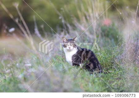 Young cat with tiger pattern fur on a green grass 109306773