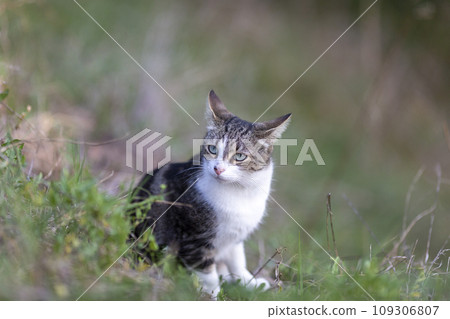 Young cat with tiger pattern fur on a green grass Young cat with tiger pattern fur on a green grass 109306807
