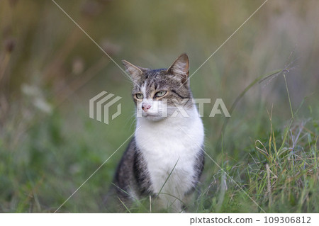 Young cat with tiger pattern fur on a green grass 109306812