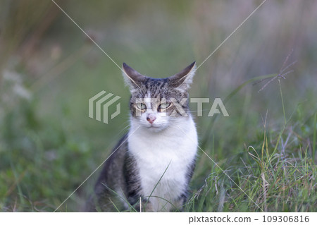 Young cat with tiger pattern fur on a green grass 109306816