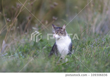 Young cat with tiger pattern fur on a green grass Young cat with tiger pattern fur on a green grass 109306836