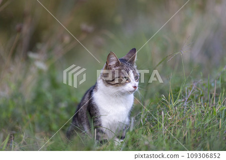 Young cat with tiger pattern fur on a green grass 109306852