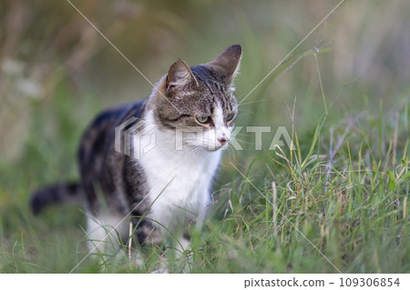 Young cat with tiger pattern fur on a green grass Young cat with tiger pattern fur on a green grass 109306854