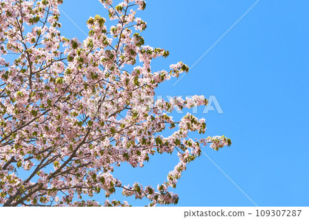 Cherry blossoms on a clear day 109307287