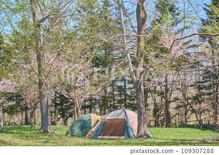 Camping tent during Golden Week in Hokkaido when cherry blossoms bloom 109307288