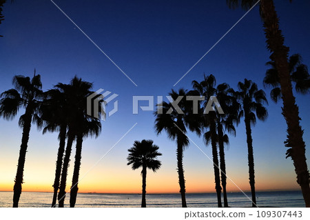 Dawn on the beach with palm trees in Malaga Dawn on the beach with palm trees in Malaga 109307443