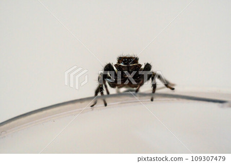 A jumping spider staring straight at you with its cute eyes 109307479