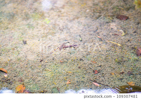 Moria tree frog tadpoles swimming in a clear and beautiful pond in Kyoto, Japan 109307481