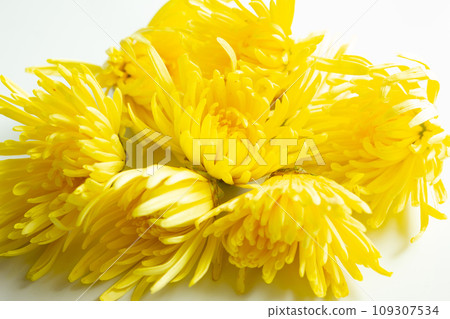 食用菊花錠劑 109307534