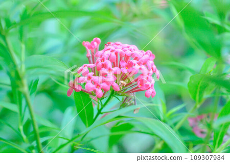 Panama Rose ,Arachnothryx leucophylla or flower 109307984