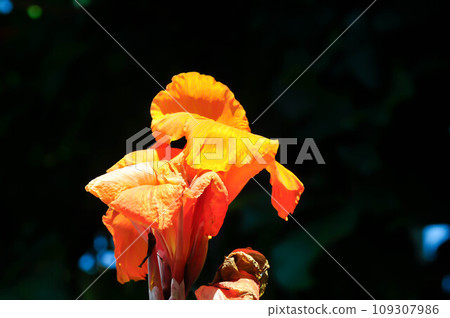 Indian shot, India short plant or India shoot or Butsarana or Cannas or Canna lily or Canna indica L or CANNACEAE plant or orange flower Indian shot, India short plant or India shoot or Butsarana or Cannas or Canna lily or Canna indica L or CANNACEAE plant or orange flower 109307986